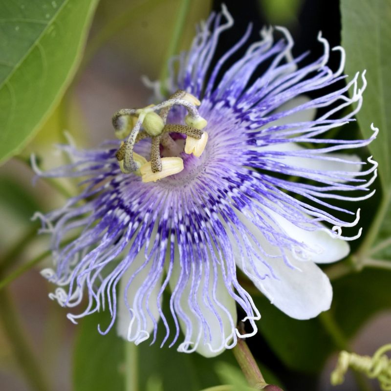 Plant Passionflower For Heat-Loving Native Vine Blooms Plant Passionflower For Heat-Loving Native Vine Blooms