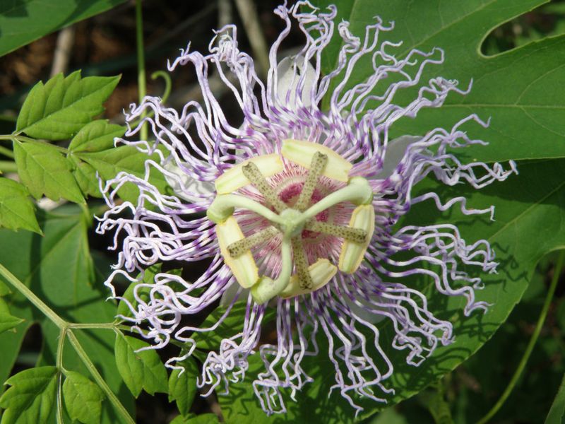 Plant Passionflower To Support Insects And Bird-Friendly Vines Plant Passionflower To Support Insects And Bird-Friendly Vines