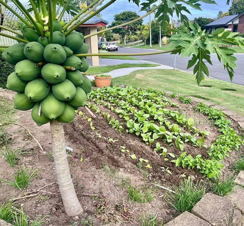 Plant Pawpaw For A Native Fruit Surprise