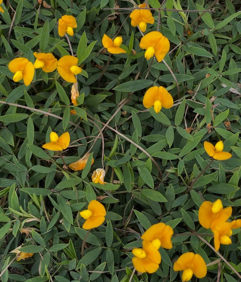 Plant Perennial Peanut Where Turf Keeps Failing