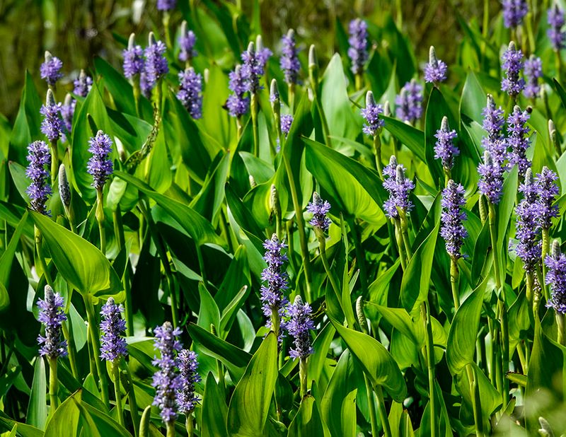 Plant Pickerelweed Along Managed Pond Edges