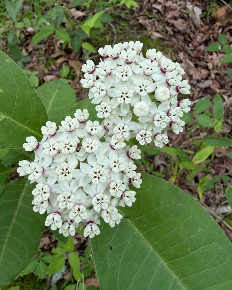 Plant Pollinator Patches With Milkweed And Bee Balm For Insects Birds Eat Plant Pollinator Patches With Milkweed And Bee Balm For Insects Birds Eat
