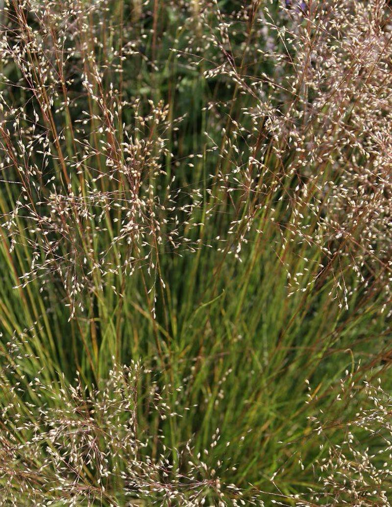 Plant Prairie Dropseed For Long-Term Texture Beyond Flowers Plant Prairie Dropseed For Long-Term Texture Beyond Flowers