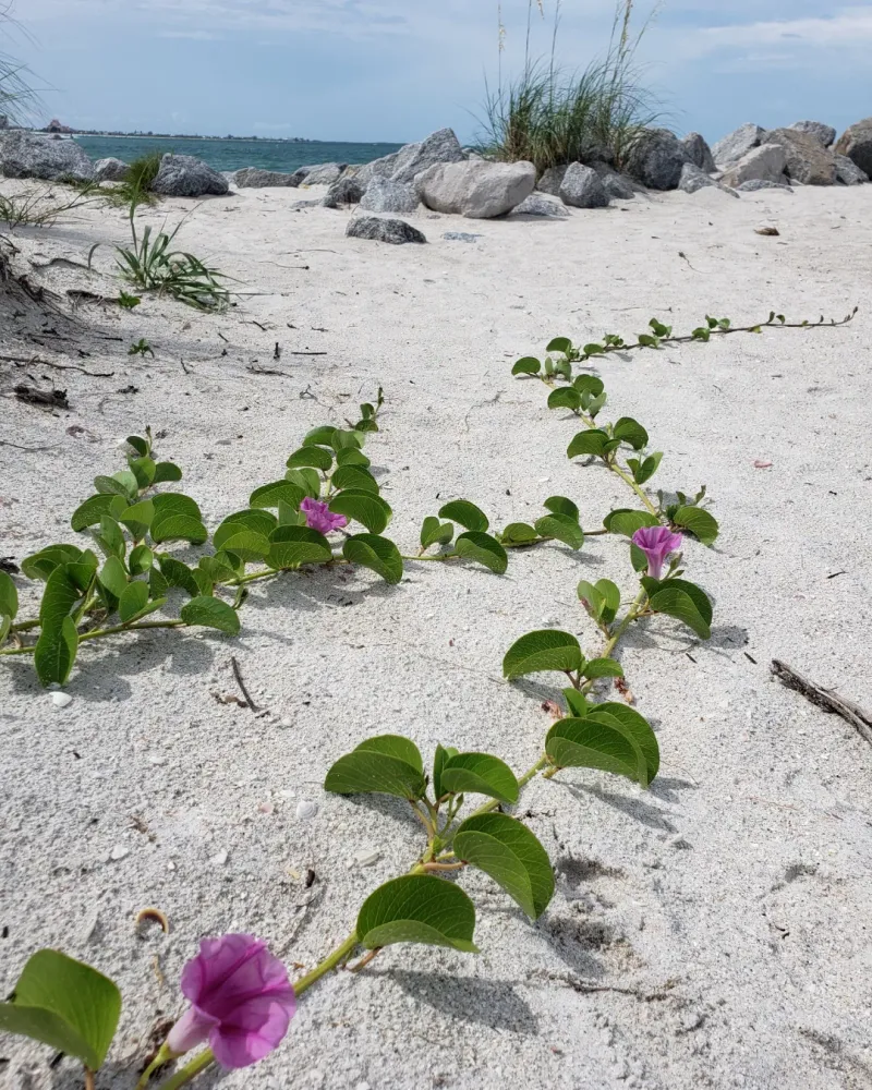 Plant Railroad Vine Where Sandy Ground Needs Stabilizing