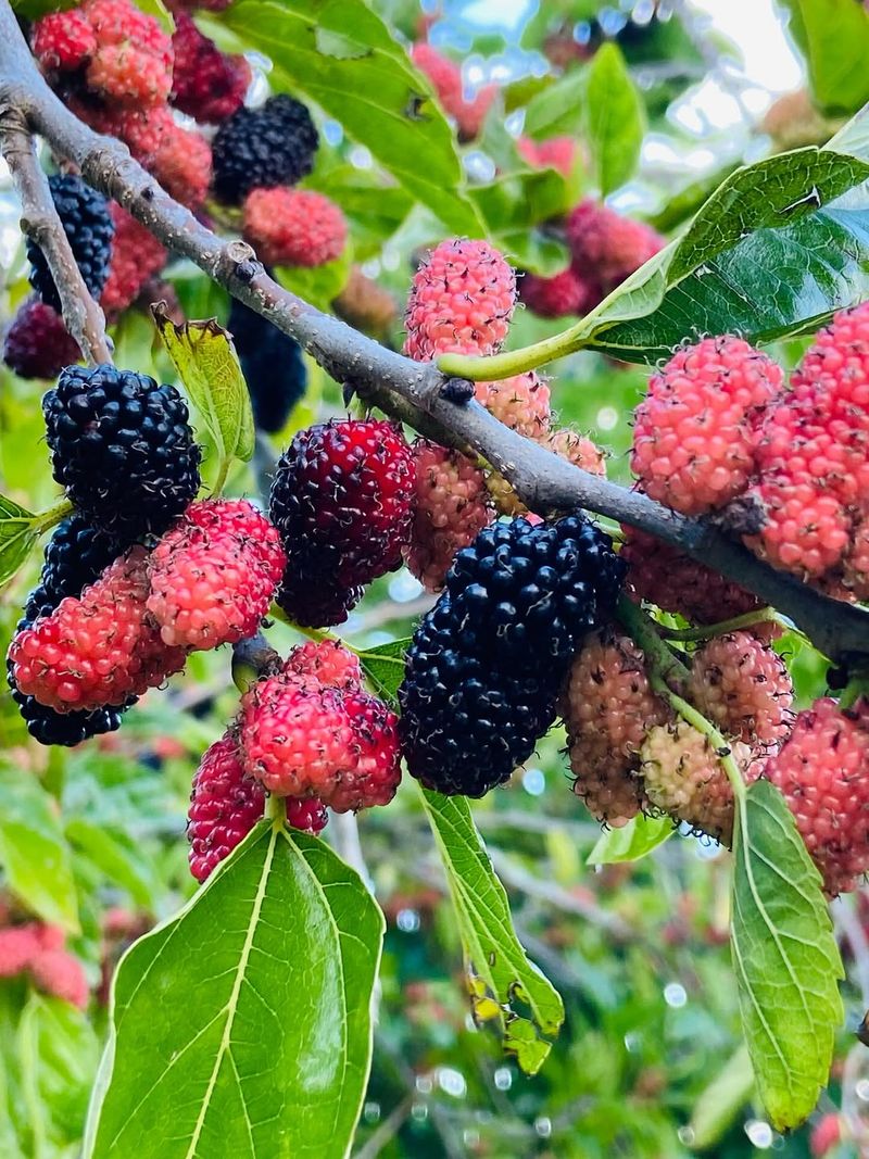 Plant Red Mulberry Where Space Allows