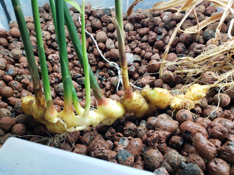 Plant Rhizomes Shallow Once Warm Weather Settles