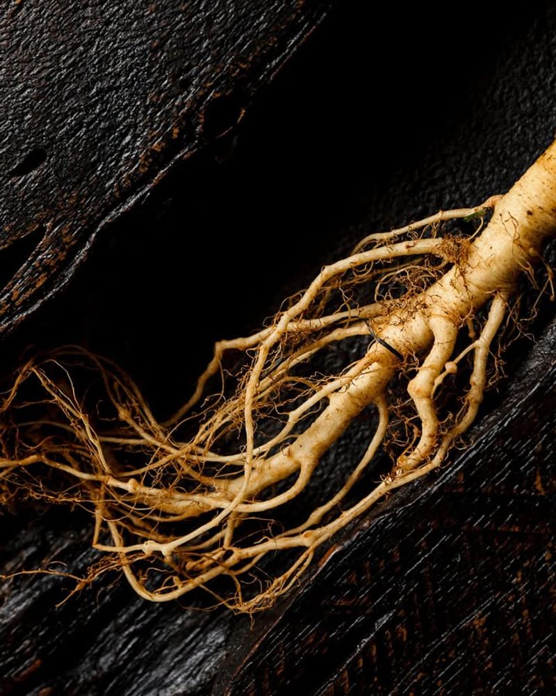 Plant Root Sets At An Angle