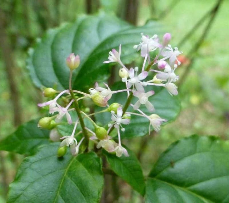 Plant Rouge Plant For A Softer Shrub Under Tree Canopies