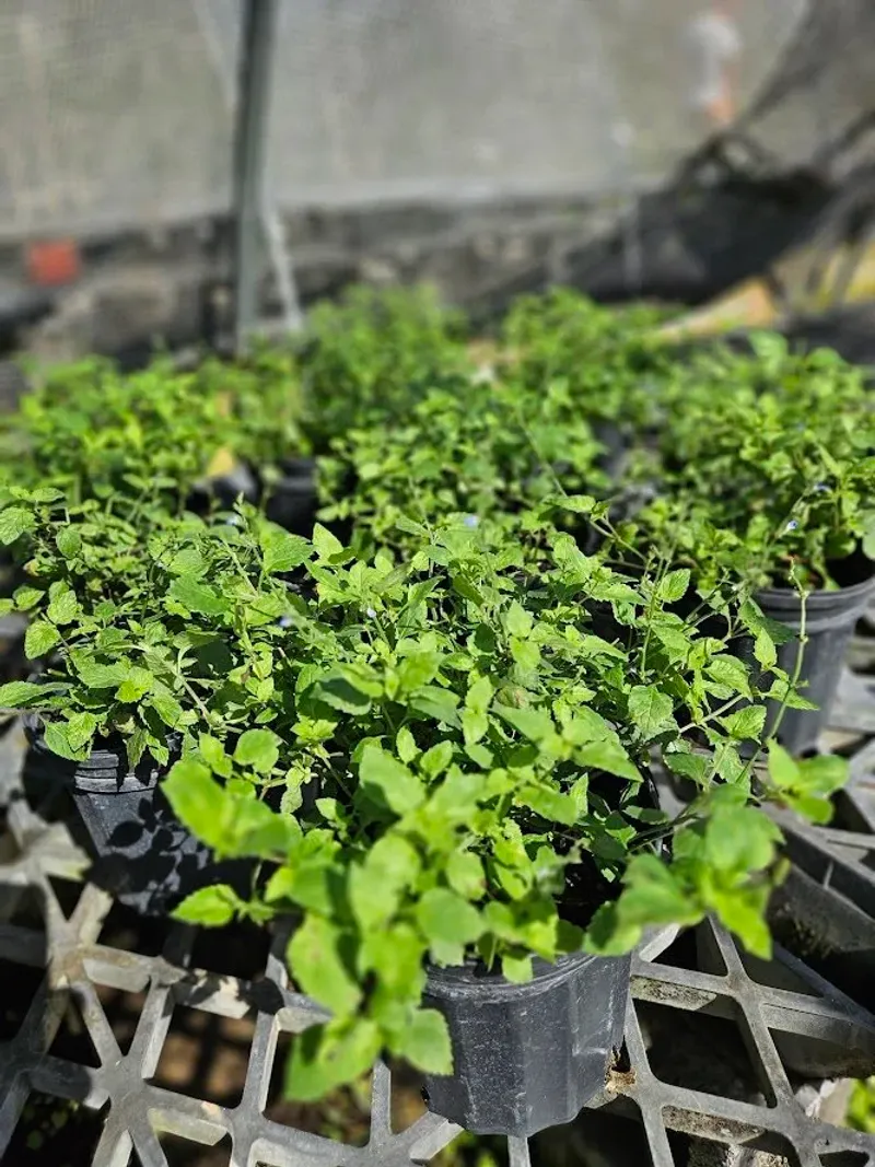 Plant Sage Where Drainage Stays Sharp