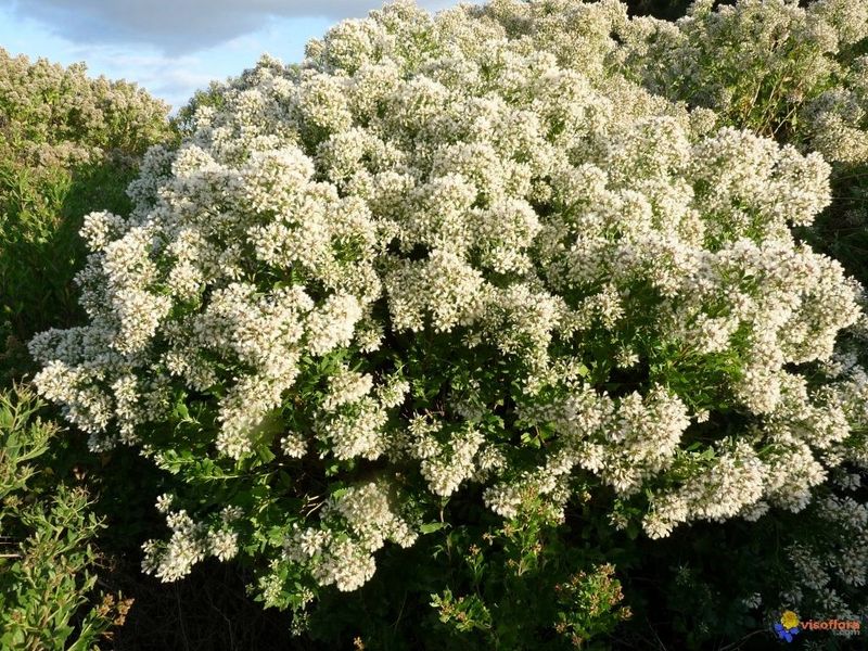 Plant Saltbush Where Coastal Sites Need Tough Native Texture