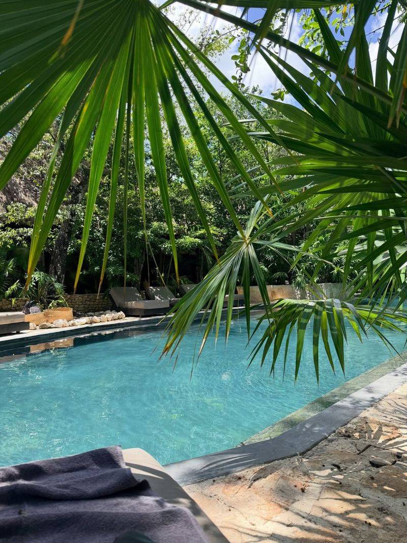 Plant Saw Palmetto For Rugged Poolside Structure