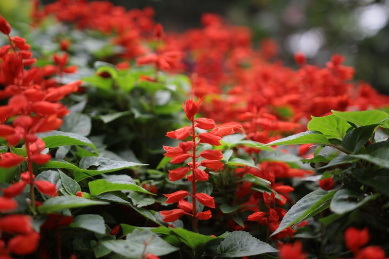 Plant Scarlet Salvia For Peak Color In Summer Heat Plant Scarlet Salvia For Peak Color In Summer Heat