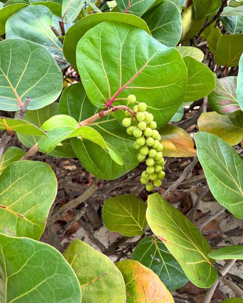 Plant Sea Grape For Bold Salt Tolerant Screening Plant Sea Grape For Bold Salt Tolerant Screening