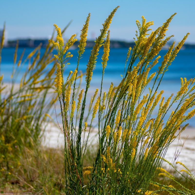 Plant Sea Oats For Frontline Dune Strength Plant Sea Oats For Frontline Dune Strength
