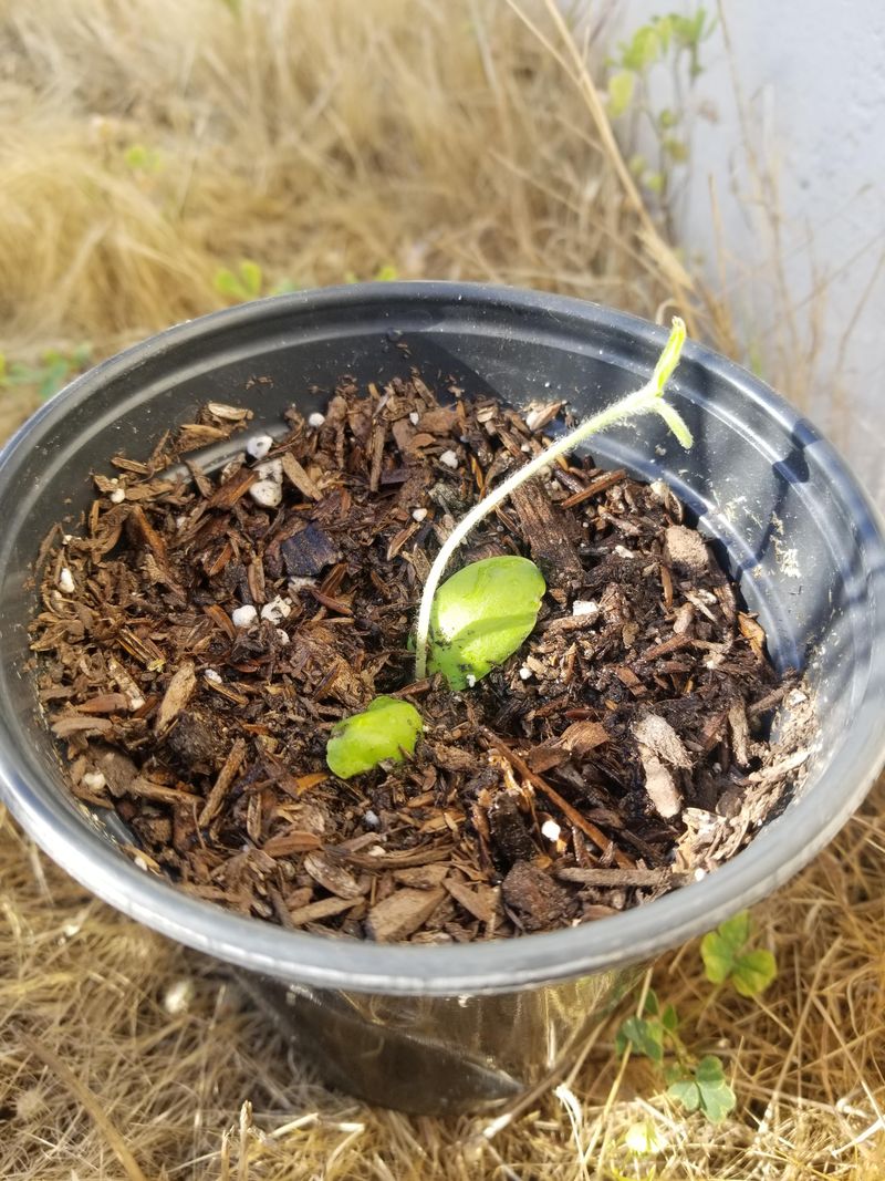 Plant Seeds Deep Enough