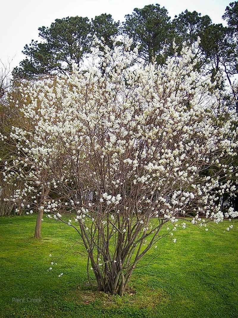 Plant Serviceberry For Spring Flowers Fruit And Fall Color Plant Serviceberry For Spring Flowers Fruit And Fall Color