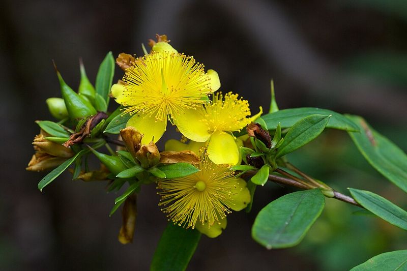 Plant Shrubby St. John's Wort For Bright July Color Plant Shrubby St. John's Wort For Bright July Color