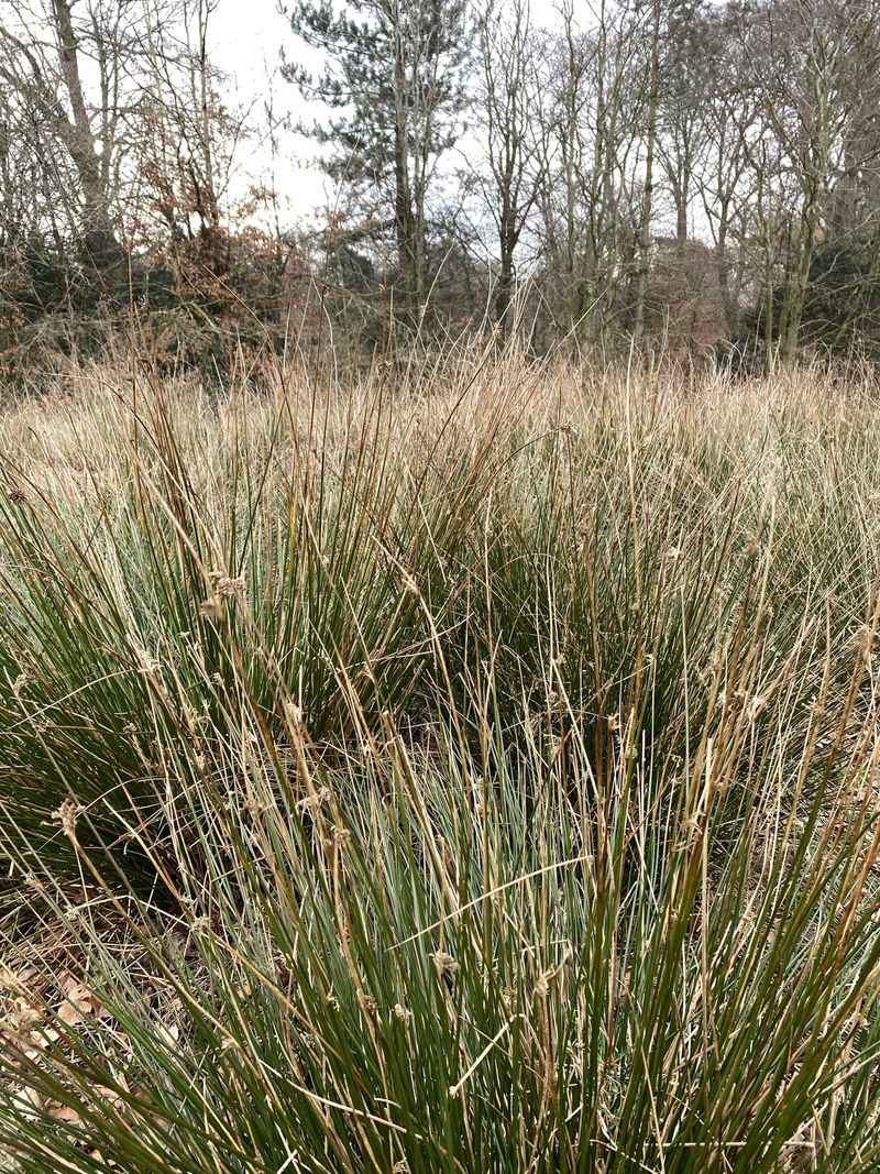 Plant Soft Rush Around Damp Edges