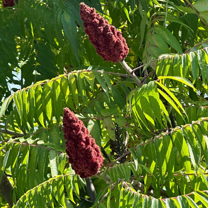 Plant Sumac For A Smaller Luna Moth Host Option