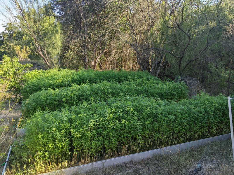 Plant Sunn Hemp For Fast Biomass