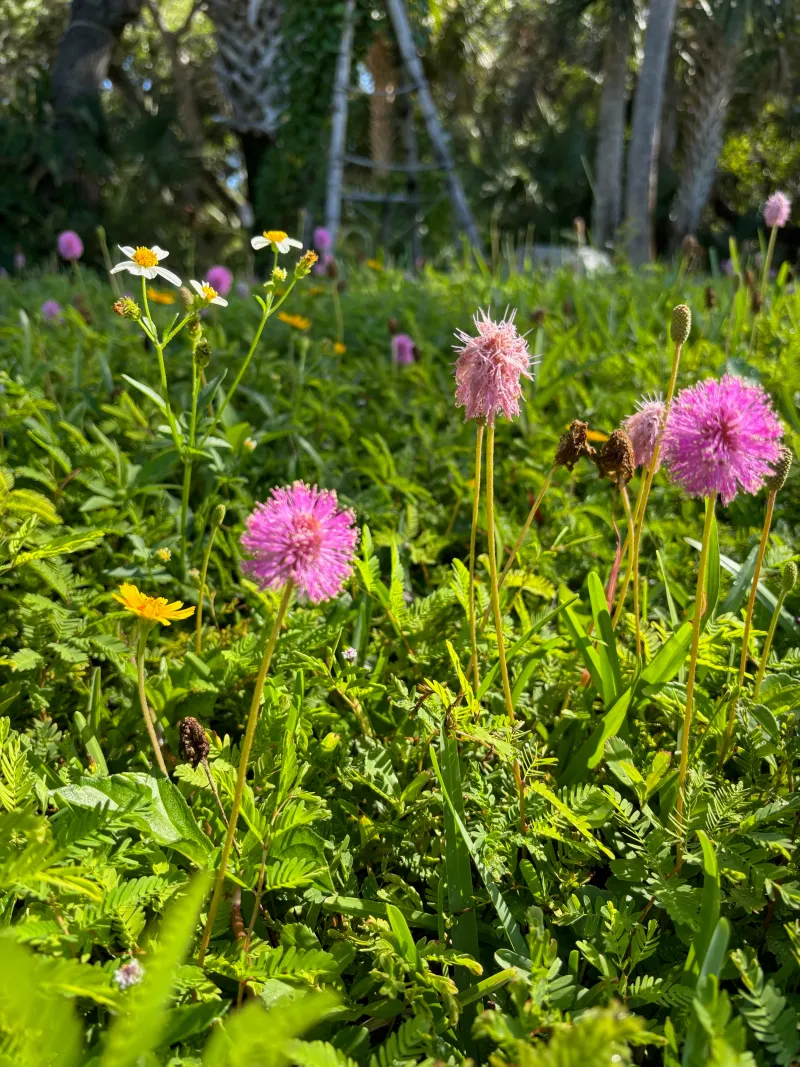 Plant Sunshine Mimosa As A Soft Living Groundcover Plant Sunshine Mimosa As A Soft Living Groundcover