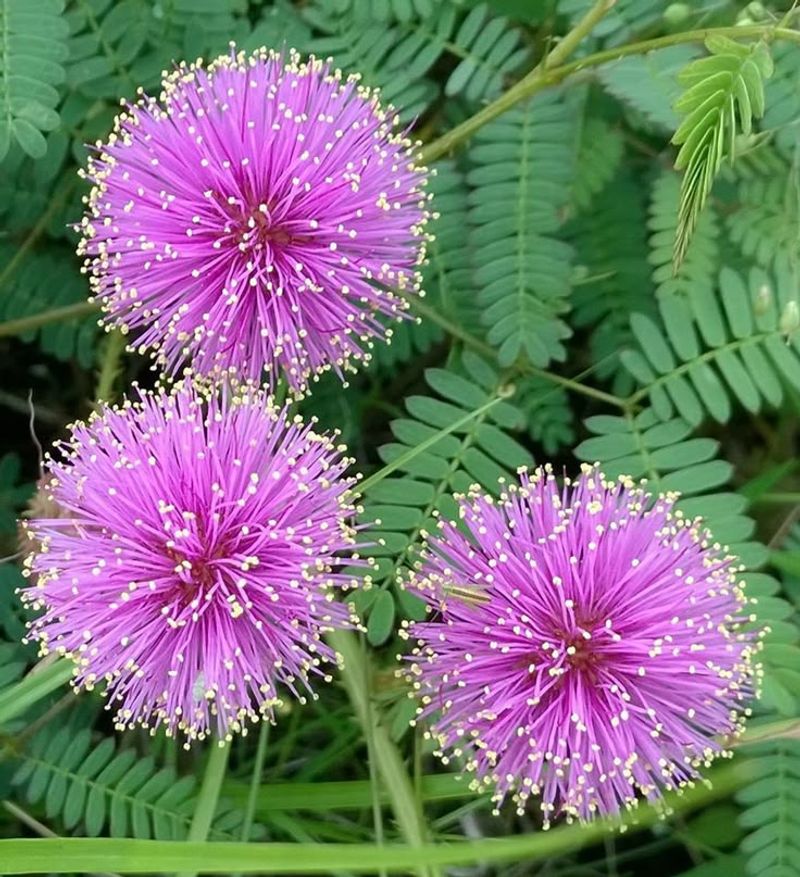 Plant Sunshine Mimosa To Cover Hot Bare Soil