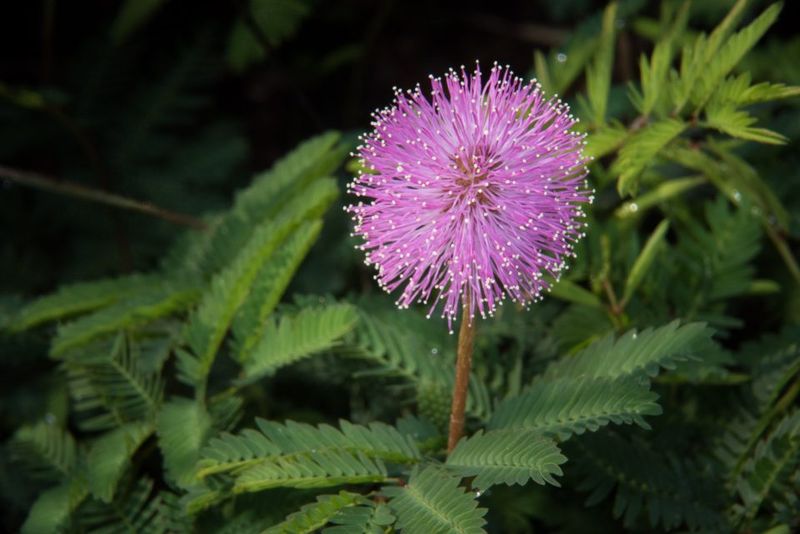 Plant Sunshine Mimosa To Cover Sunny Bare Soil Plant Sunshine Mimosa To Cover Sunny Bare Soil