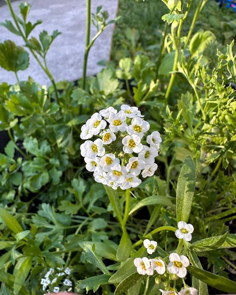 Plant Sweet Alyssum Nearby For Aphid Helpers