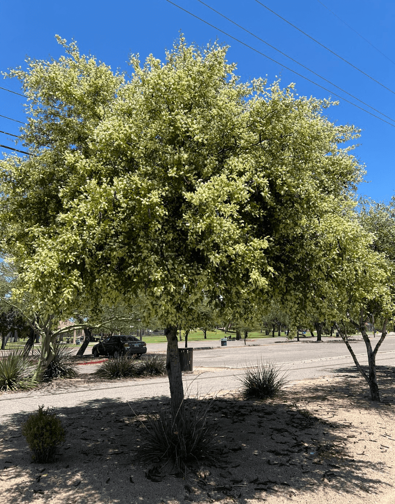Plant Texas Ebony For Better Storm Resistance