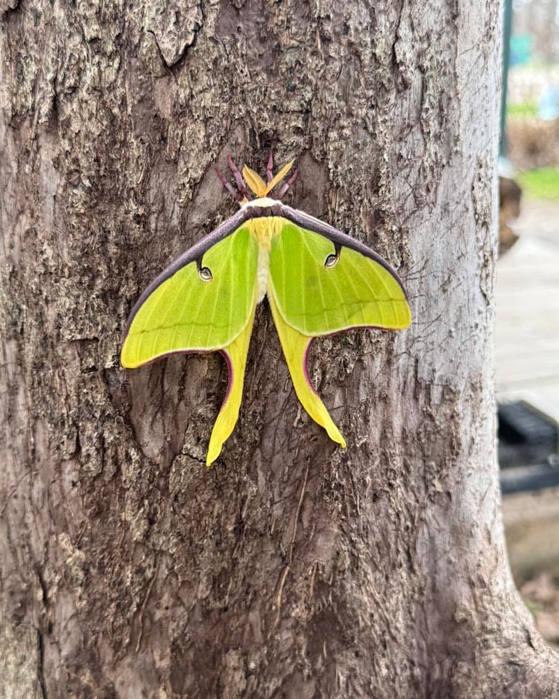 Plant The Host Trees Luna Caterpillars Need Most Plant The Host Trees Luna Caterpillars Need Most