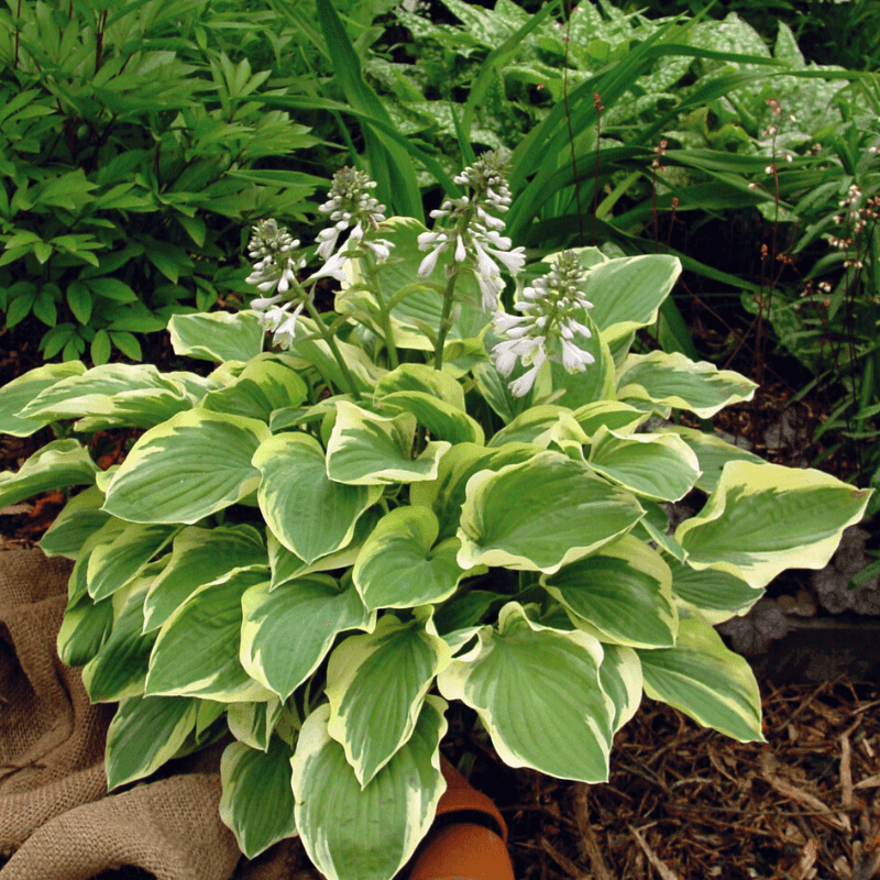 Plant Them In Full Hot Sun