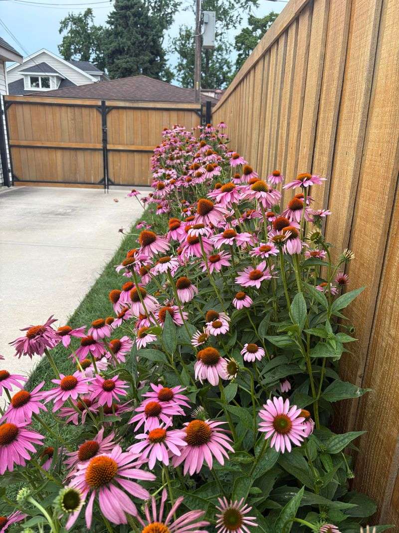 Plant Them In Full Sun Plant Them In Full Sun