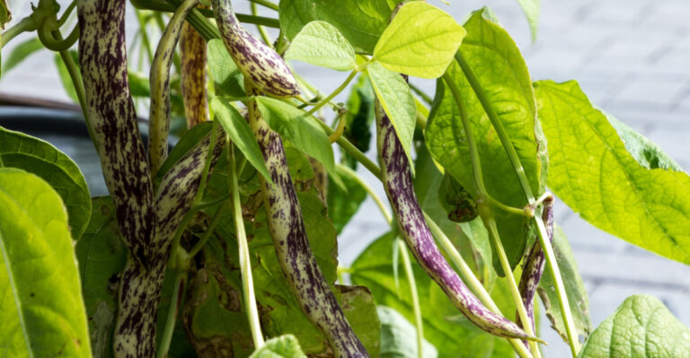 Plant These 8 Beans In June For A Bumper Crop Before Minnesota’s First Frost