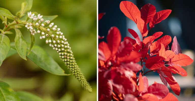 Plant These 8 Eco-Friendly Alternatives To Vermont’s Restricted Burning Bush