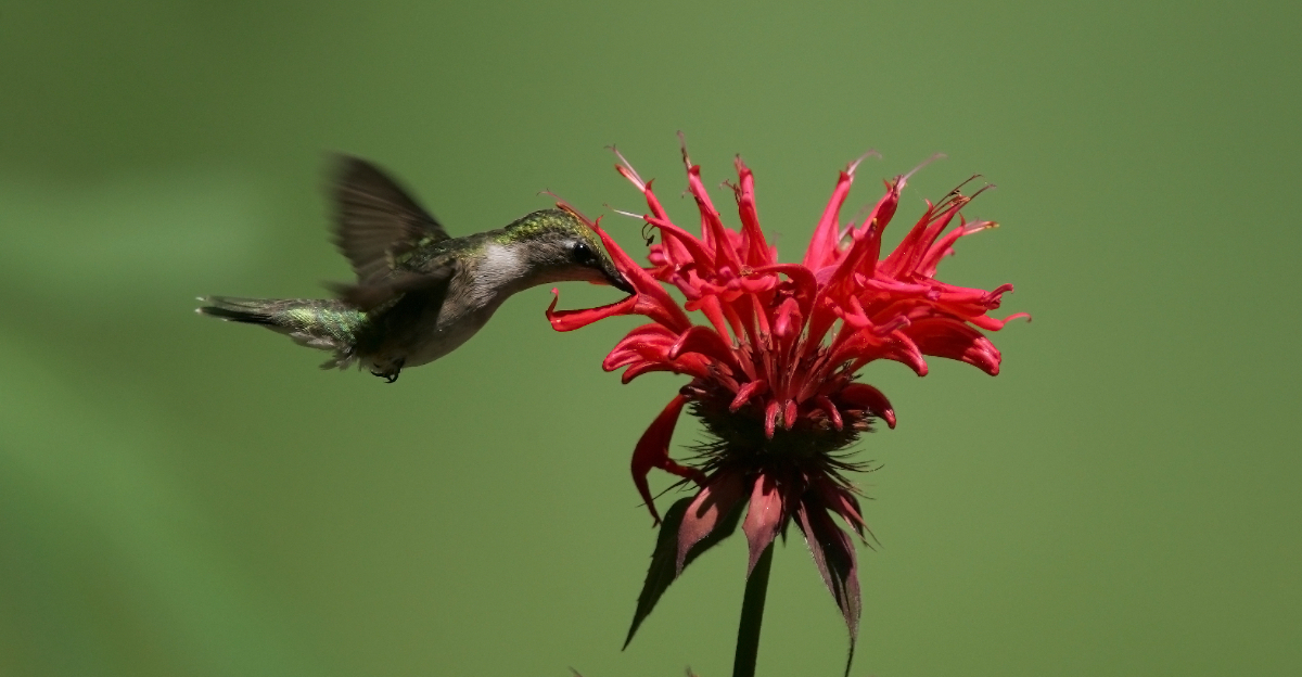 Image Credit: © Dennis W Donohue / Shutterstock
