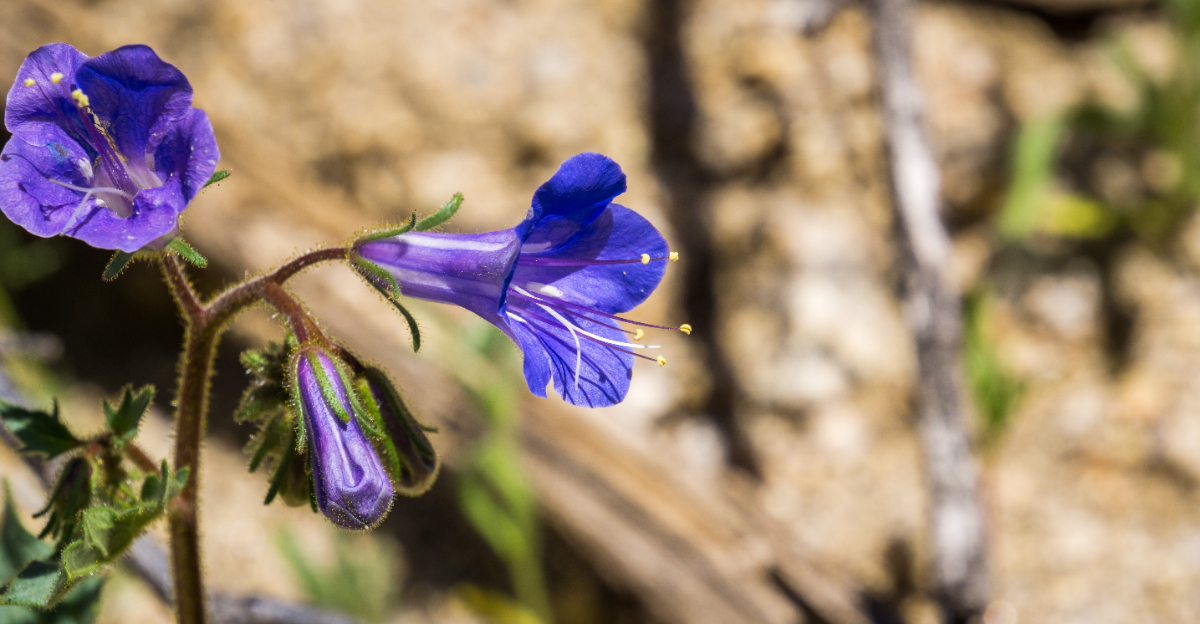 plant (featured image)