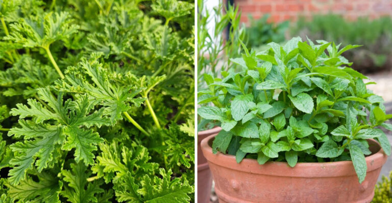 Plant These Around Your Arizona Patio To Naturally Repel Mosquitoes This Summer