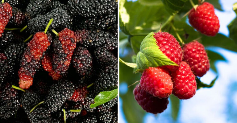 Plant These Berries In June And Start Harvesting All Summer In Indiana