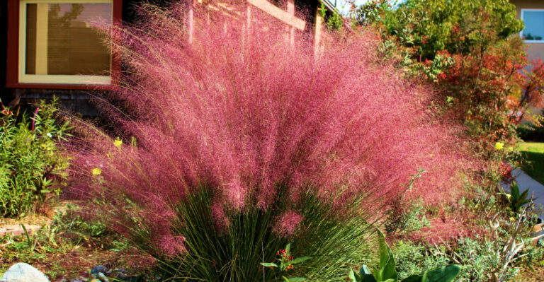 Plant These California Natives Instead Of Pampas Grass Before It Spreads Further