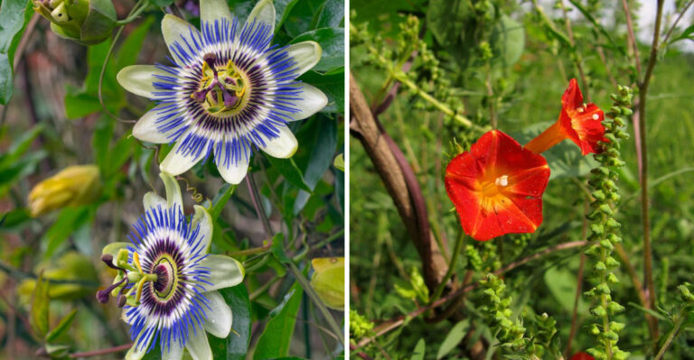 passionflower vine and coral bell vine