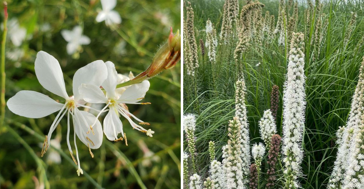 white gaura and white blazing star