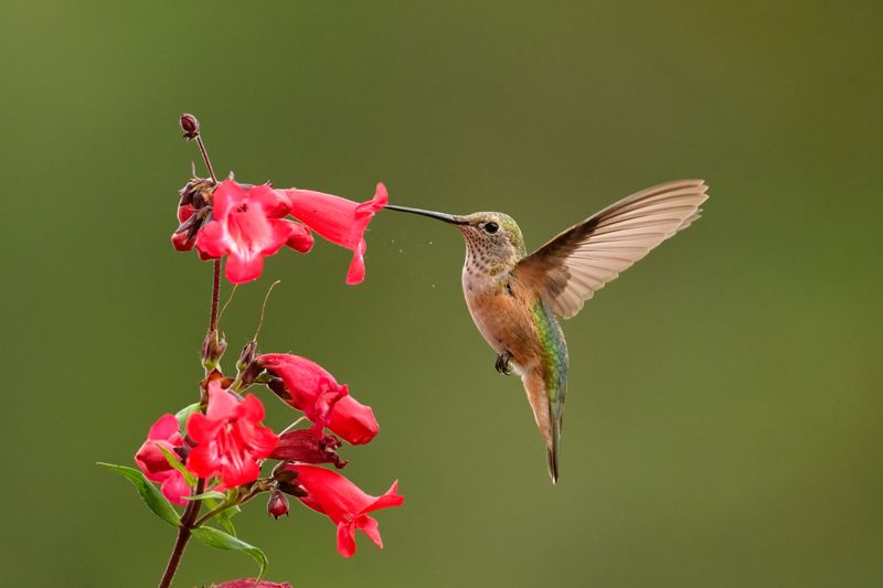 Plant Tubular Flowers Hummingbirds Visit