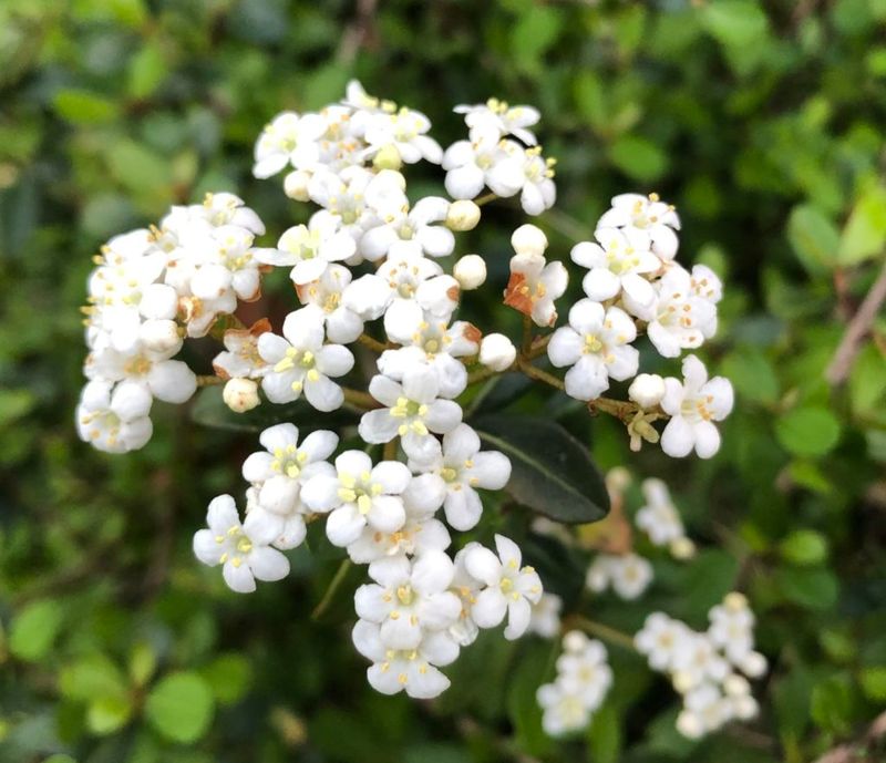 Plant Walter's Viburnum For Dependable Native Screening