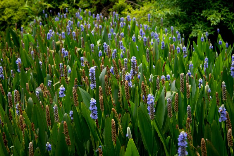 Plant Water-Loving Native Species In Chronically Wet Areas Plant Water-Loving Native Species In Chronically Wet Areas