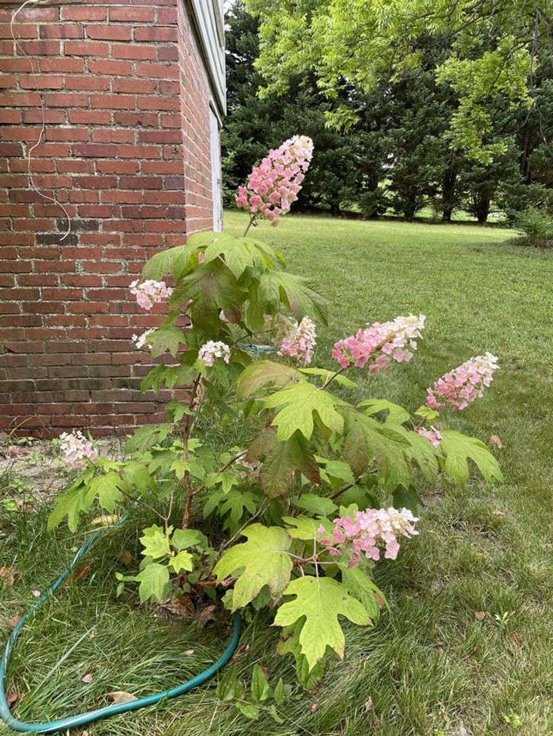 Plant Where Morning Sun Can Reach The Flowers Plant Where Morning Sun Can Reach The Flowers
