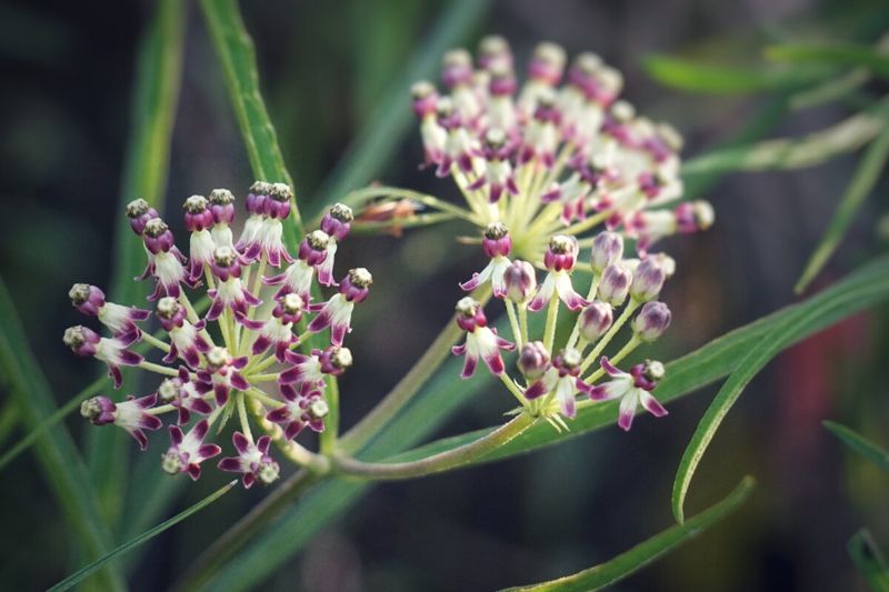 Plant Whorled Milkweed Where Dry Soil Needs A Fine Texture