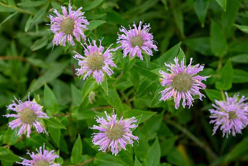 Plant Wild Bergamot For A Bigger Pollinator Presence Plant Wild Bergamot For A Bigger Pollinator Presence