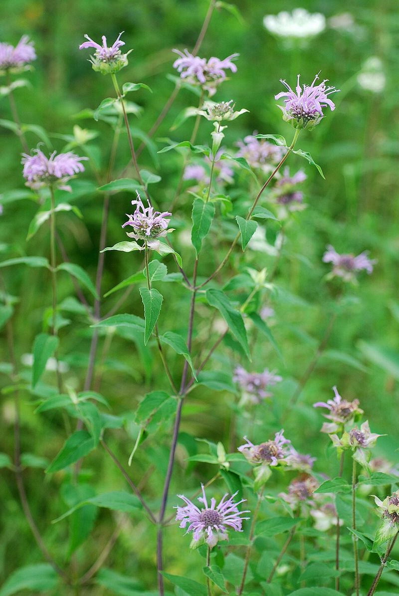 Plant Wild Bergamot For Fragrant July Blooms