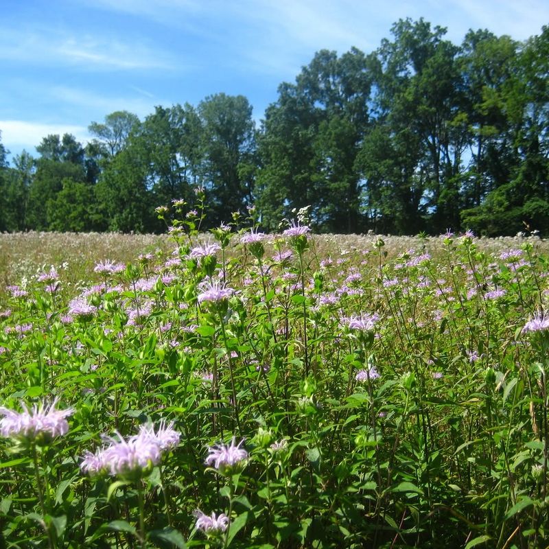 Plant Wild Bergamot Where Airflow Stays Good