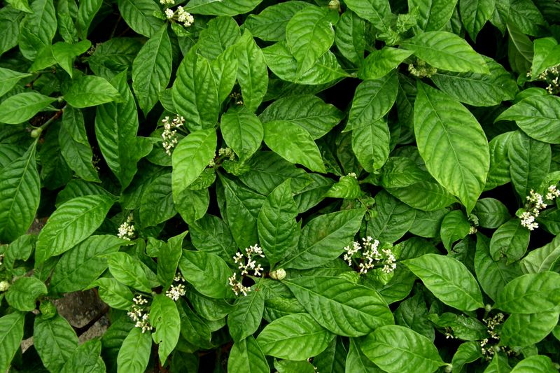 Plant Wild Coffee For A Glossy Understory Hedge